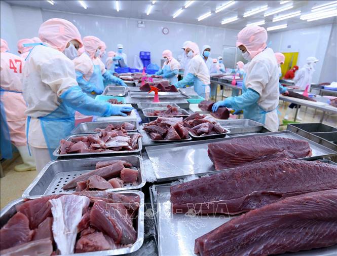 Exportations de thon vers l UE opportunités et défis vont toujours de pair